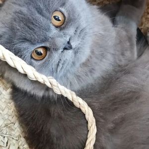 Meet your Posher, Shima